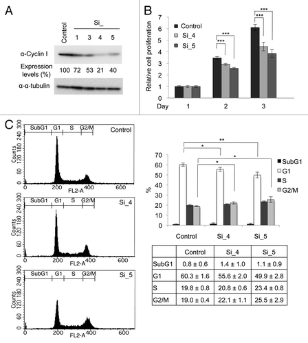 Figure 4. Knockdown of Cyclin I inhibits cell cycle progression in HeLa cells. (A) Knockdown of Cyclin I in HeLa cells. HeLa cells were transfected with siRNAs for negative control (control) or Cyclin I (Si_1, Si_3, Si_4, and Si_5) at day 0 and day 1, and then the expression level of Cyclin I was determined by immunoblot analysis at day 3. The protein level relative to the α-tubulin level was quantified using NIH ImageJ software. (B) The proliferation rates of Cyclin I-depleted HeLa cells. HeLa cells were cultured as described in (A), and cell proliferation was assessed by WST-1 assay at days 1, 2, and 3. (C) Cell cycle profiles of Cyclin I-depleted HeLa cells. HeLa cells were cultured as described in (A), and cell cycle profiles were determined by flow cytometry at day 3. Representative flow cytometric data are depicted (left), and the bar graph and the table show quantification of flow cytometric analysis (right). Each value represents the mean ± SD of 3 independent experiments. Statistical significance is shown using the Student t test analysis; *P < 0.05; **P < 0.01; ***P < 0.001.