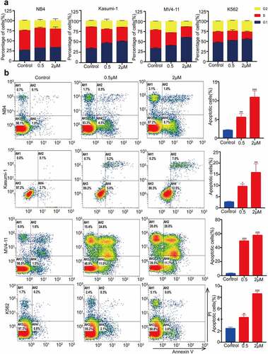 Figure 4. MZ1 blocks the AML cells cycle and promotes apoptosis. (a) PI-labeled cell cycle analysis after 12–24 h treatment of NB4, Kasumi-1, MV4-11 and K562 cell lines with DMSO or MZ1 revealed that AML cells were distributed in the G1/S phase and the cell population in the G1 phase was significantly increased. (b) A dose-dependent increase in apoptosis was observed in AML cell lines after 24 h of MZ1 treatment. Each concentration was tested in triplicate and independently performed at least three times. *p < .05, **p < .01, ***p < .001, ****p < .0001.