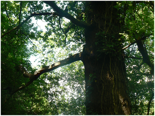 Figure 1. An obvious Ancient Oak Tree. © Ian D. Rotherham, reproduced with permission.