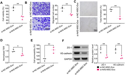 Figure 7. Effect of si-Nrf2-MSC-Exo on HG + LPS-induced dysfunction in HPMECs. HPMECs were co-incubated with si-Nrf2-MSC-Exo or si-NC-MSC-Exo and then induced using HG and LPS. Cell viability, migration, angiogenesis and TER were tested by CCK8 (A), transwell assay (B), tube formation assay (C) and TER assay (D). (E) Cell permeability was measured by FITC-dextran assay. (F) WB analysis was used to detect the protein levels of ZO-1 and VE-cadherin. *p < 0.05; **p < 0.01.