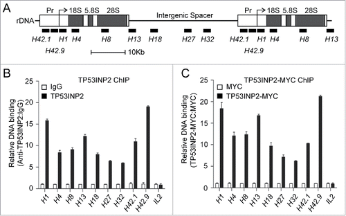 Figure 3. TP53INP2 binds to the rDNA locus. (A) Schematic representation of the human rDNA repeats. The positions of primer pairs (in kb relative to the transcription start site) used in ChIP assays are indicated. (B) ChIP assay of the enrichment of rDNA in TP53INP2 immunoprecipitates. (C) ChIP assay of the enrichment of rDNA in TP53INP2-MYC immunoprecipitates from TP53INP2-MYC-expressing HeLa cells. The occupancy of TP53INP2 on the promoter region of interleukin 2 (IL2) was used as a negative control. Data are presented as mean ± SEM of triplicate experiments.