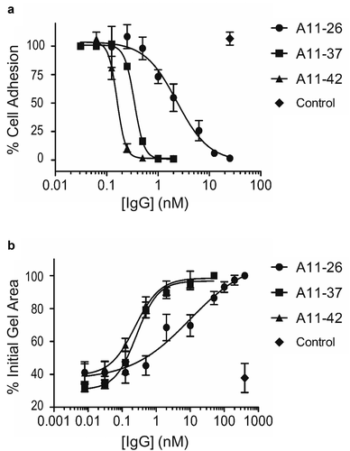 Figure 5. Effects of immunoglobulins on integrin-α11/β1 function in cells. (a) Dose response curves for the effects of anti-integrin-α11/β1 IgGs and a negative control IgG (x-axis) on adhesion of C2C12-α11/β1 cells to collagen-I (y-axis). Assays were performed in DPBS containing 10 mM CaCl2 and 5 mM MgCl2 (b) Dose response curves for the effects of anti-integrin-α11/β1 IgGs and a negative control IgG (x-axis) on collagen-I gel contraction with C2C12-α11/β1cells. Assays were performed in serum-free DMEM. The means of at least three independent experiments are plotted and bars denote the standard deviation