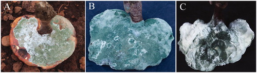 Figure 1. Green mold of G. lingzhi. (A) Deseased Basidiome of G. lingzhi covered with green mycelium layer founfed naturally; (B) About 14 days later, the whole peilus of G. lingzhi was covered with green mycelium; (C) Deseased basidiome of G. lingzhi under high temperature and humidity conditions.