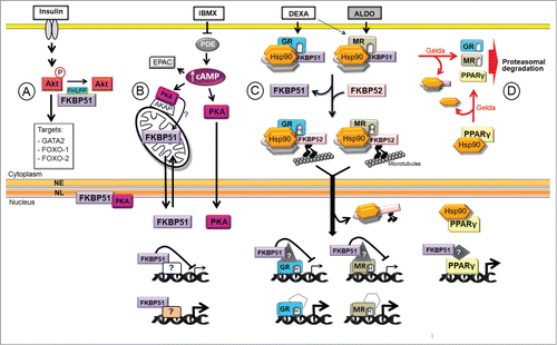 Figure 1. Model of Hsp90 and FKBP51 functions in adipogenesis. The adipogenic media contains insulin, 3-isobutyl-1-methylxanthine (IBMX), dexamethasone (DEXA), and is supplemented with fetal bovine serum that contains aldosterone (ALDO) among many other hormones. (A) Insulin activates many signaling pathways, among them Akt that phosphorylates GATA2 and FOXO-1 and -2, transcription factors that are excluded from the nucleus. (B) IBMX increases cAMP level leading to PKA activation that triggers the translocation of FKBP51 from mitochondria to the nucleus, possibly upon changes in its phosphorylation status. FKBP51 interacts with lamin B in the NL (nuclear lamina) modulating NL reorganization at the onset of adipogenesis. In addition, FKBP51 regulates GR-, MR- and PPARγ-target genes, and possibly other genes. (C) Upon DEXA and ALDO binding to GR and/or MR, FKBP51 is exchanged for FKBP52 facilitating the retrograde movement of the NRs toward the nucleus where they bind to target genes and control their expression. (D) Hsp90 protects PPARγ from degradation. Gelda: geldanamycin, an Hsp90 inhibitor; NE: nuclear envelope.