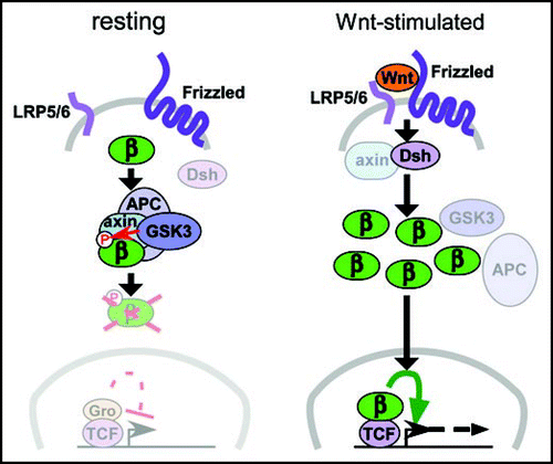 Figure 1 Canonical Wnt/β-catenin signaling. In the absence of Wnt signals (left), cytoplasmic β-catenin protein (β) is bound by a “destruction complex” of proteins that include APC and Axin, both of which are encoded by tumor suppressor genes, and the serine/threonine-kinase GSK3. Phosphorylation of β-catenin by GSK3 targets it for ubiquitination and degradation. Wnt protein binding to the Frizzled and LRP5/6 co-receptors (right) activates cytoplasmic Disheveled protein (Dsh), which disrupts the destruction complex, possibly by recruitment of Axin, thus permitting accumulation of unphosphorylated β-catenin. As β-catenin levels increase, a fraction of the cytoplasmic pool translocates to the nucleus and associates with DNA-binding proteins of the TCF family, displacing Groucho repressor proteins (Gro, left) and activating expression of downstream target genes such as cMyc. In epithelial cells, β-catenin also associates with cadherin proteins at the cell surface (not shown here), potentially stabilizing cell-cell interactions.Citation6