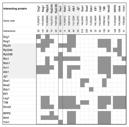 Figure 2. Protein–protein interaction matrix of the cytosolic maturation machinery of the 60S large ribosomal subunit from Saccharomyces cerevisiae. Each dark gray box within the matrix indicates a physical interaction between the cytosolic maturation factors. Interactions were retrieved and consolidated from BioGRID (Version 3.2.106). The protein names, corresponding gene codes, and the total number of physically interacting proteins are listed in the first 3 rows. The rows and columns are symmetrically ordered according to the sequence of the proteins acting within the main path of the model followed by the proteins relevant for stalk assembly, namely RPP0, Mrt4, and Yvh1. The interactions of the Rei1 protein are highlighted by a framed column. The light gray underlay accentuates the direct mechanistic interaction partners of Rei1, also refer to (Fig. 1).