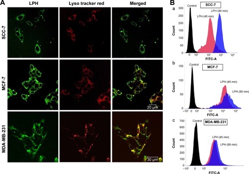 Figure 3 (A) Intracellular uptake of LPH nanoparticles as shown by confocal laser scan microscopy in SCC-7, MCF-7, and MDA-MB-231 cells after 90-minute exposure. LPH nanoparticles contained Coumarin 6 (green), and LysoTracker Red (red) was used to stain lysosomes. (B) Uptake of LPH nanoparticles as assessed by flow cytometry in (a) SCC-7 cells, (b) MCF-7 cells, and (c) MDA-MB-231 cells. Control (black), treated LPH after 45 minutes (red), and treated LPH after 90 minutes (blue).Abbreviation: LPH, lipid polymer hybrid.