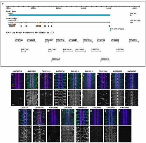 Figure 1. Robo2 enhancer fragments and summary of GAL4 transgene expression patterns.