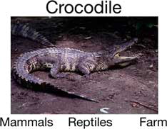 Figure 1. Example of an item on the Semantic Association Task (verbal form). Stimuli shown are words. The target is shown in two modalities (word and photo) to allow for double access to the information. In this example, participants had to pair the target (e.g., crocodile) with his class membership (e.g., reptiles).