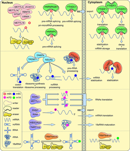 Figure 1. RNA modifications with functions of regulators (writers, erasers and readers). m6A, m5C, m7G and m1A methylations in mRNA, tRNA, rRNA and ncRNA are involved in RNA processing and metabolism.