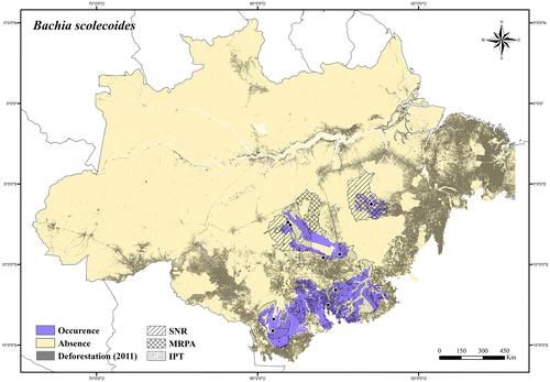 Figure 29. Occurrence area and records of Bachia scolecoides in the Brazilian Amazonia, showing the overlap with protected and deforested areas.