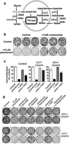 Figure 4. Role of the aspartate-malate shuttle in biguanide activity. A) Diagram summarizing how the aspartate-malate shuttle potentially allows abundant cytosolic aspartate to be a source of NAD+, and conversely, how abundant cytosolic NAD+ can contribute to restoration of depleted aspartate. B) Cell proliferation in phenformin-exposed A549 cells is maintained by co-treatment with oxaloacetate, an intermediate metabolite of the aspartate-malate shuttle. C) Cell proliferation as measured by counts of A549 cells with CRISPR/ Cas9-mediated knockout of GOT1 and MDH1 after treatments for three days with phenformin (10 µM) and NAD+ (1 mM), alone or in combination as indicated, and compared to control cultures. Columns and error bars represent means and standard deviations for triplicate measurements. In all situations, co-treatment with exogenous NAD+ increases cell proliferation in phenformin-treated cultures compared to phenformin treatment alone (p < .02). D) Growth of A549 cells with knock-out of GOT1 or knock-out of MDH1, plated at clonal density, and treated for 3 days with phenformin followed by incubation for 4 days in standard media. Co-treatment with pyruvate, aspartate, oxaloacetate, NAD+, or α-ketoglutarate results in increased proliferation, to variable extents