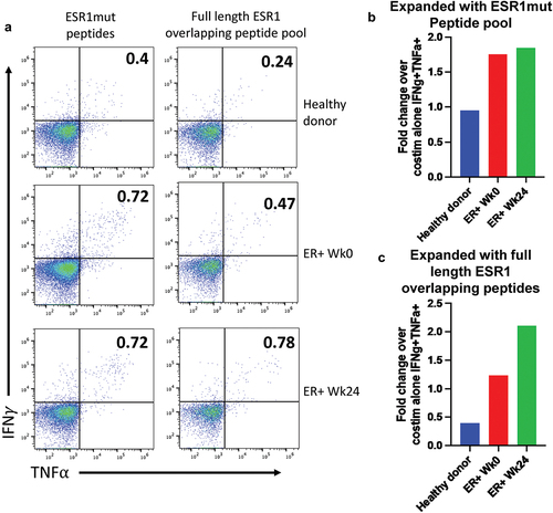 Figure 4. Expansion of ESR1-reactive human T cells. (a) PBMCs from a healthy donor and a patient enrolled in NCT04270149 at week 0 and week 24 after completing 6 vaccinations. Cells were expanded in vitro for 9 days with the vaccine containing ESR1mut peptides (left) or an overlapping peptide pool that encompassed the entire ESR1 protein (right). Cells were then restimulated, stained, and analyzed by spectral flow cytometry for IFNg and TNFa. Cells shown are pregated on live, singlets, CD3+, CD4–, CD8+, CD45RA–, CD45RO+. (b,c) the fold change in expression percent of ESR1mut peptides (b) or full length ESR1 (c) compared to a negative control that received costimulation but no peptide is shown for each sample.