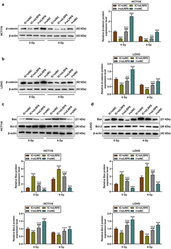 Figure 8. SiLRP8 partially offset the effects of miR-378a-5p inhibitor on the protein expressions of β-catenin, Bax and bcl-2 in CRC cells after irradiation. (a-b) after treatment with 0 or 4 of gy irradiation, the protein level of β-catenin in the IC + siNC, IC + siLRP8, I + siLRP8, and I + siNC groups was evaluated by Western blot. (c-d) Western blot was performed to determine the protein expressions of Bax and bcl-2 in CRC cells. β-actin was employed as the internal control. **p < .01, ***p < .001 vs IC + siNC; ^^p < .01, ^^^p < .001 vs IC + siLRP8; #p < .05, ###p < .001 vs I + siLRP8.