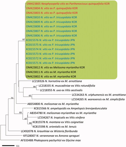 Figure 2. Minimum evolution tree of Neophysopella species inferred based on the ITS rDNA sequences. The numbers above the branches represent bootstrap values over 60%. The colored box represents Neophysopella vitis. The Korean specimens of Virginia creeper (Parthenocissus quinquefolia) are shown in red.