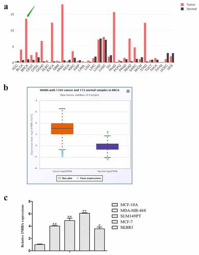 Figure 1. The expression levels of INHBA were up-regulated in breast cancer. A, B. The expression levels of INHBA in 1104 breast cancer tissues and 113 normal tissues in GEPIA database. C. The related expression of INHBA in breast cancer cell lines was analyzed