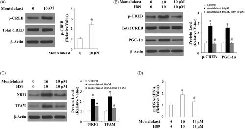 Figure 7. Montelukast-induced expression of PGC-1α in Beas-2b cells is mediated by cAMP/CREB. (A) Beas-2b cells were stimulated with 10 µM montelukast for 1 h. Phosphorylated and total levels of CREB were determined; (B) Cells were stimulated with 10 µM montelukast with or without H89 (10 μM) for 24 h. The expressions of phosphorylated CREB, total CREB and PGC-1α were measured by western blot analysis; (C) Beas-2b cells were stimulated with 10 µM montelukast with or without H89 (10 μM) for 24 h. The expressions of NRF1 and TFAM were measured by western blot analysis; (D) Beas-2b cells were stimulated with 10 µM montelukast with or without H89 (10 μM) for 24 h. mtDNA/nDNA was determined (*, #, p < .01 vs. previous column group, n = 6).