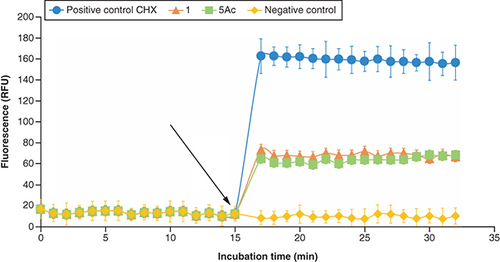 Figure 5. Membrane depolarization effect of compounds 1 and 5Ac on methicillin-resistant Staphylococcus aureus.Measured by DiSC3(5)-based kinetic fluorescence. The graph depicts the mean and SD of six replicates. The black arrow indicates the time of addition of tested compounds or positive control.CHX: Chlorhexidine; SD: Standard deviation; RFU: Relative fluorescence units.