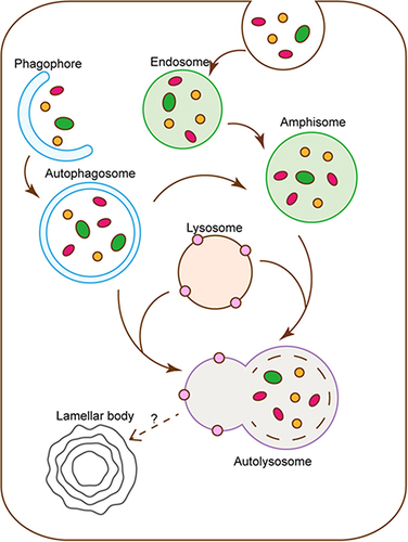 Figure 1 Flow chart of autophagy and lamellar body formation. Autophagy begins with the disperse membrane-like structure, also known as phagophore, which expands to form a bowl-shaped substance and eventually forms a vesicle-like structure with a complete bilayer membrane wrapped by continuous extension and fusion. Next, autophagosomes or amphisomes which derived from endosome fuse with lysosome to form autolysosome.