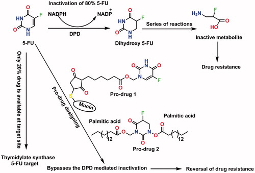 Figure 10. 5-FU inactivation pathway and pro-drug designing strategy.