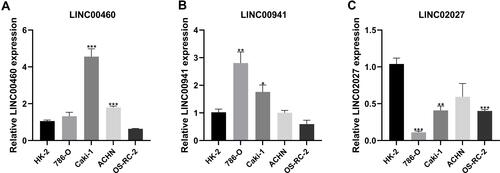 Figure 13 The expression levels of FRLs in vitro. (A–C) RT-qPCR was used to measure the mRNA level of LINC00460 (A), LINC00941 (B) and LINC02027 (C) in human renal proximal tubule epithelial cells HK-2 and renal clear cell carcinoma cell lines (786-O, Caki-1, ACHN and OS-RC-2). *p < 0.05, **p < 0.01, ***p < 0.001.