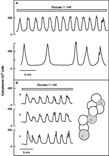 Figure 2.  Oscillations of cytoplasmic Ca2+ in two mouse β-cells lacking contact (A) and in three cells situated in an aggregate (B). Contacts between the cells result in synchronization of the Ca2+ oscillations. The traces refer to the cells shown to the right.