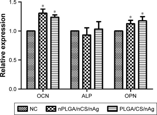 Figure 12 Real-time quantitative PCR analysis of the relative expression of osteogenic genes.Note: *P<0.05.Abbreviations: CS, chitosan; nAg, silver nanoparticles; nCS, CS nanoparticles; nPLGA, PLGA nanoparticles; PLGA, poly(lactic-co-glycolic acid).