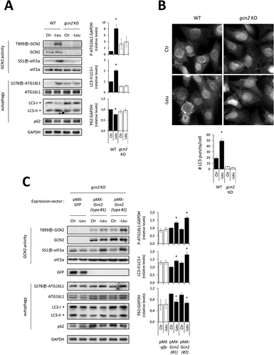 Figure 2. GCN2 is required for upregulating autophagy in response to short-term leucine deprivation in MEFs. (A) Immunoblot analyses of total protein extracts of WT and gcn2 KO MEFs either incubated in the Ctr or -Leu medium for 1 h. Representative immunoblots and quantification of relative intensities of P-[S278]-ATG16L1 to GAPDH, LC3-II to LC3-I and p62 to GAPDH are shown (four independent experiments). Bar values are mean ± SEM (*, p < 0.05 relative to Ctr of the same cell type, Student’s t-test). As previously observed by others [52], the anti-ATG16L1 antibody detected two isoforms (B) Representative images and quantification of LC3-labeled punctae. WT and gcn2 KO MEFs were cultured in the Ctr or -Leu medium in the presence of 20 µM chloroquine for 2 h. Endogenous LC3 was detected by immunofluorescence and average number of punctae per cell was determined (40-50 cells were analyzed per condition in three independent experiments). Bar values are mean ± SEM (*, p < 0.05 relative to Ctr of the same cell type, Student’s t-test). (C) Immunoblot analyses of total protein extracts of gcn2 KO MEFs overexpressing either GFP as a control or GCN2. Two pMX-Gcn2-transduced populations are shown, one total population (type #1) and one clone (type #2). Cells were either incubated in the Ctr or -Leu medium for 2 h. Representative immunoblots and relative quantifications of LC3-II to LC3-I and P-[S278]-ATG16L1 and p62 to GAPDH are given (three independent experiments). Bar values are mean ± SEM (*, p < 0.05 relative to Ctr of the same cell type, Student’s t-test).