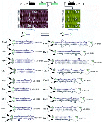 Figure 2. Hairpins are evolutionarily conserved in lepidopteran species. Sequences aligned from the indicated lepidopteran species (for abbreviations used, see Supp Materials). Symbols used are the same as in Figure 1. Identical nucleotides at each position are shown in different colors. RNA hairpins within IE1 and the intronic RNA pairings between the selector sequences and the docking site were predicted using the Mfold program.Citation25