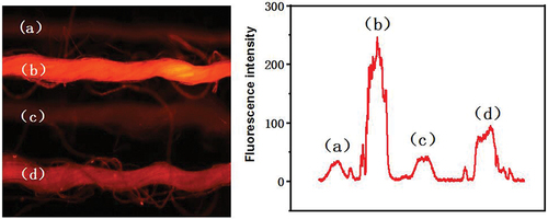 Figure 10. Fluorescence properties of the flax yarns taken out from the flax fabrics (a) untreated flax (b) direct dyed flax (c)chitosan pretreated flax (d) chitosan pretreated and dyed flax.