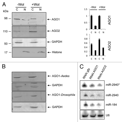 Figure 1. AGO1 trafficking to the nucleus is blocked in +Wol Aag2 cells, Ae. aegypti, and Drosophila. (A) Western blot analysis for detection of AGO1 and AGO2 in cytoplasmic and nuclear fractions of -Wol and +Wol Aag2 cells using specific antisera to the proteins. Anti-GAPDH and anti-Histone H3 antibodies were used on the same blots to confirm that there was no mixing and equal loading of cytoplasmic and nuclear proteins, respectively. Graphs show AGO1 and AGO2 protein bands normalized to GAPDH and Histone H3 using imageJ software. (B) Western blot analysis of +Wol and -Wol female Ae. aegypti whole mosquitoes and D. melanogaster flies. The blots were probed with anti-AGO1 and anti-GAPDH antibodies. (C) Northern blot hybridization with three different miRNA probes in GFP, AGO1, and AGO2-silenced cells. The same blot was washed with 0.1% boiling SDS for stripping and reused for other probes. U6 shows equal loading.