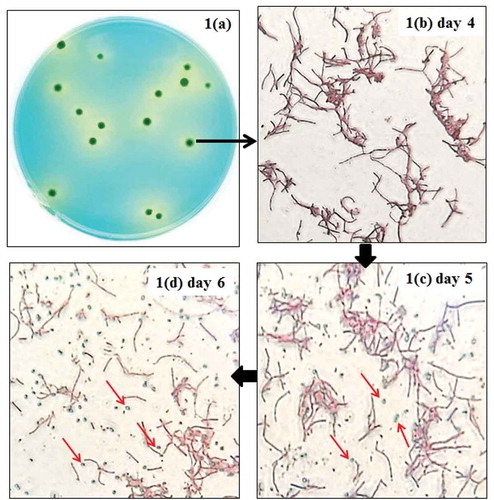 Figure 1. Colony morphology of pure Bacillus coagulans cultured on the modified GYEA medium and their micrographs after 4–6 d of incubation.*Spores of B. coagulans were pointed by red arrows.