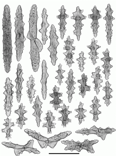 Figure 20.  Heteropolypus sol sp. nov. holotype (ZMMU Ec-111). Sclerites of stalk. Scale 0.1 mm.