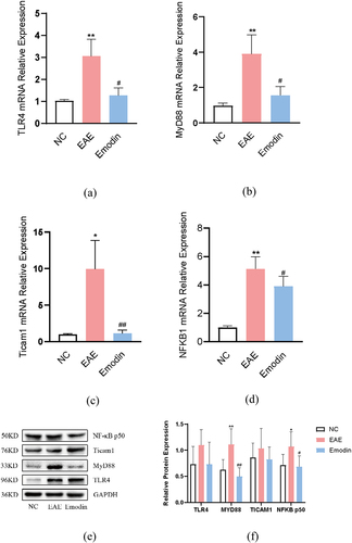 Figure 10. The effects of emodin on TLR4, Myd88, Ticam1, and NFKB1 mRNA relative expression and protein expression. Mice were sacrificed on 21 dpi. The cerebral cortex tissues are collected. The relative mRNA relative expression of TLR4 (a), Myd88 (b), Ticam1 (c), and NFKB1(d) was analyzed by qRT-PCR. The protein expression of TLR4, Myd88, Ticam1, and NFKB1 was analyzed by western blot. All data were expressed as mean ± S.D (n = 6). *P < 0.05, **P < 0.01 versus NC group, #P < 0.05, ##P < 0.01 versus EAE group. Comparisons among each group were analyzed by one-way ANOVA in A, B, C, D, and F.