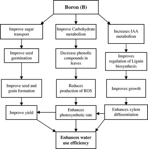 Figure 5.  Possible mechanisms through which boron improves water use efficiency in crop plants.