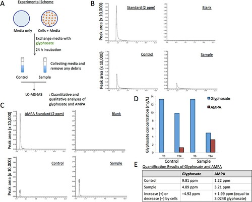 Figure 3. Glyphosate metabolism is facilitated by human cells. (A) Experiment scheme to measure the quantities of glyphosate and its metabolite, AMPA, in the media with and without HEK293 cells after 24 h incubation of glyphosate. (B) LC-MS-MS chromatograms for quantifying glyphosate, comparing the reference (2 ng/µl glyphosate), blank (none), control (prepared from the media without cells, Figure 3(A)), and sample (prepared from the media with cells, Figure 3(A)). (C) LC-MS-MS results for quantification of AMPA, comparing the reference, blank, control, and sample. (D) Glyphosate and AMPA concentrations measured in the control (without cells) and sample (with cells) at T0 (0 h) and T24 (24 h). Note the increased AMPA and decreased glyphosate in the sample incubated with HEK293 cells, compared to the control. (E) Summary table of glyphosate and AMPA quantities identified from the control and sample.in T24.