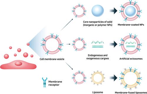 Figure 7 Mesenchymal stem cell mimicking nanoencapsulation.