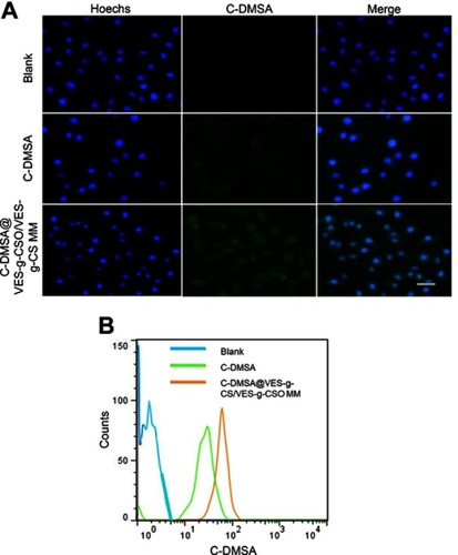 Figure 4 Fluorescence microscopy images (A) and flow cytometry (B) of L929 cells after incubation with PBS.Notes: Blue, cell nuclei stained with Hoechst 33258; green, fluorescence of coumarin-aldehyde generated by C-DMSA after its reaction with Hg2+.Abbreviations: C-DMSA, 3-formyl-7-diethylamino coumarin masked meso-dimercaptosuccinic acid; C-DMSA@VES-g-CSO/VES-g-CS MM, C-DMSA loaded vitamin E succinate-grafted-chitosan oligosaccharide/vitamin E succinate-grafted-chitosan mixed micelles.