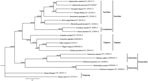 Figure 1. Bayesian 50% majority-rule consensus phylogenetic tree of Episoriculus macrurus. The numbers on the internode branches are Bayesian posterior probability and bootstrap percentages for the ML analysis.