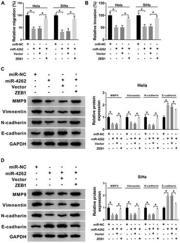 Figure 6 ZEB1 abolished miR-4262-induced suppression on the migration, invasion and EMT of cervical cancer cells. Hela and SiHa cells were transfected with miR-NC, miR-4262, miR-4262+Vector and miR-4262+ZEB1. (A and B) Transwell assay was applied to evaluate cell migration and invasion. (C and D) Protein expression of MMP9, Vimentin, N-cadherin and E-cadherin was analyzed by Western blot. *P<0.05.