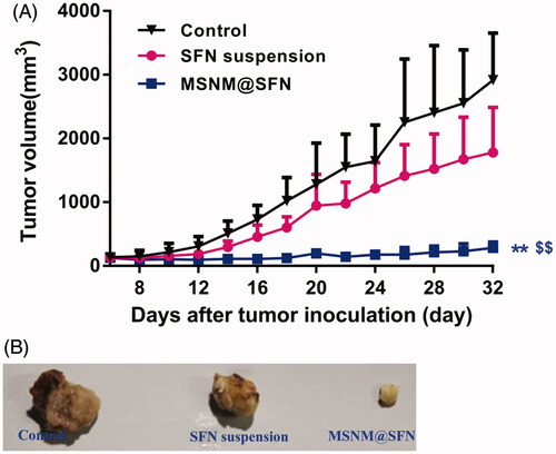 Figure 3. In vivo anti-tumor activity of MSNM@SFN in MDA-MB-231 tumor-bearing nude mice (mean ± SD, n = 6). BALB/C nude mice were inoculated SC with MDA-MB-231 cells and treated with physiological saline as a control, SFN suspension (40 mg/kg) and MSNM@SFN (SFN 40 mg/kg) by oral gavage every day. The tumors were measured with calipers every 2 days throughout the study. A: Tumor growth. B: The photographs of the typical tumors. **p < 0.01 versus the physiological saline treatment group as a control. $$p < 0.01 versus the SFN suspension treatment group.