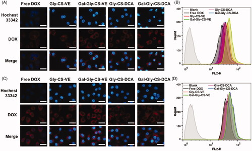 Figure 4. Cellular uptake of DOX and DOX loaded chitosan nanoparticles by HepG2 cells. (A) Fluorescence microscope images and (B) flow cytometer analysis after 2 h incubation. (C) Fluorescence microscope images and (D) flow cytometer analysis after 4 h incubation. Scale bar = 20 μm.