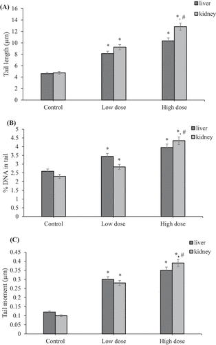Figure 13. Effect of coragen on DNA damage induced in fetal liver and kidney tissues represented as (A) tail length, (B) % DNA in tail and (C) tail moment in different treated groups. *Significant difference as compared to the control group (P < 0.05), #Significant difference as compared to LD group (P < 0.05)