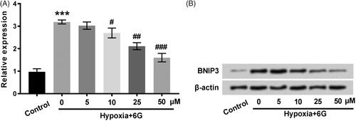 Figure 4. Hypoxia-induced expression of BNIP3 at protein level was inhibited by 6 G in a concentration-dependent manner. (A) The relative expression of BNIP3 was normalized after Western blot assay. (B) BNIP3 protein was separated by SDS-PAGE according to its molecular masses. H9c2 cells were neither treated with 6 G nor induced by hypoxia in the Control group; H9c2 cells were treated with 0, 5, 10, 25 and 50 μM 6 G for 24 h before hypoxia-induced injury. 6 G: [6]-Gingerol; SDS-PAGE: sodium dodecyl sulfate-polyacrylamide gel electrophoresis. ***p < .001 vs Control; #p < .05, ##p < .01 or ###p < .001 vs Hypoxia.