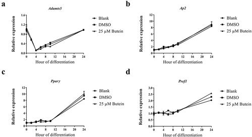 Figure 3. Effect of butein T on early phase differentiation of 3T3-F442A preadipocytes. The time course (0 – 24 h) of mRNA expression is shown for Adamts5 (a), and for the differentiation markers Ap2 (b), Pparγ (c) and Pref-1 (d). Data are means ± SEM. Abbreviations: a disintegrin and metalloproteinase with thrombospondin motifs 5 (Adamts5), adipocyte protein 2 (Ap2), peroxisome proliferator-activated receptor γ (Pparγ), preadipocyte factor 1 (Pref-1) and dimethylsulphoxide (DMSO).