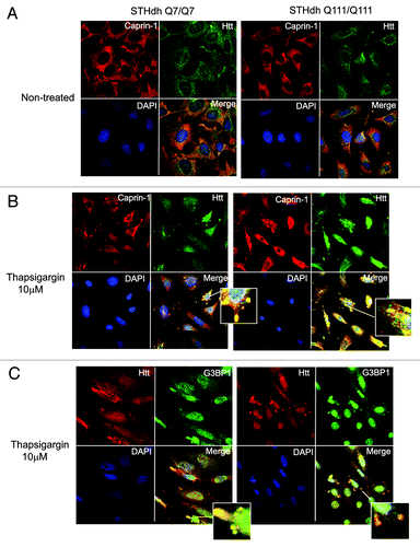 Figure 6. Htt redistributes to cytoplasmic stress granules (SG) under the ER-stress conditions, where it co-localizes with Caprin-1 and a SG marker G3BP1. (A) STHdh Q7/Q7 (left) and Q111/Q111 (right) cells were fixed 48 h after plating. Confocal immunofluorescent detection of Htt with 2166 monoclonal antibody is shown in green (Alexa Fluor 488); detection of Caprin-1 with polyclonal specific antibody is shown in red (Alexa Fluor 555); The nuclear staining (DAPI) is shown in blue; Merged images demonstrates little or no co-localization. (B) STHdh Q7/Q7 and Q111/Q111 cells were treated with 10 μM thapsigargin for 50 min before fixing, to induce ER stress. Htt and Caprin-1 were detected as described above. Yellow dots in merged images demonstrate Htt and Caprin-1 co-localization in stress granules. (C) STHdh Q7/Q7 and Q111/Q111 cells were treated with 10 μM thapsigargin for 50 min before fixing, to induce ER stress. Confocal immunofluorescent detection of Htt with rabbit polyclonal antibody to epitope 1–17 is shown in red (Alexa Fluor 555); detection of G3BP1 with mouse monoclonal antibody is shown in green (Alexa Fluor 488); The nuclear staining (DAPI) is shown in blue; Yellow dots in merged images demonstrates Htt and G3BP1 co-localization in stress granules.