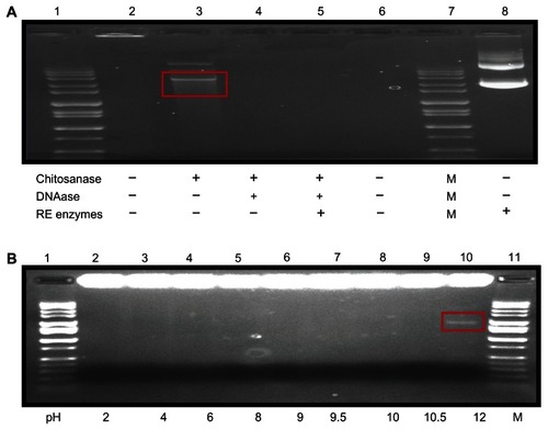 Figure 5 Stability studies of DMOMP in chitosan nanoparticles. (A) Electrophoretic analysis of CNP protection of encapsulated DMOMP after incubation with chitosanase, DNAase I, and restriction enzymes. Both DMCNP and DMOMP (1 mg/mL) were subjected to enzymatic digestion with NdeI and SalI in combination with, or without chitosanase or with DNAase 1. Lane 1, (1 kb molecular marker), lane 2 (trapped nanoparticle in well), lane 3 (released DMOMP in red box), lanes 4 and 5 (degraded released DMOMP), lane 6 (blank), lane 7 (1 kb marker), and lane 8 (DMOMP positive clone). (B) pH stability of encapsulated DMOMP.Notes: DMCNP was added to individual micro-centrifuge tubes and adjusted to various pH values (2, 4, 6, 8, 9, 10, 10.5 and 12) followed by incubation at 37°C on a shaker for 30 minutes. Lanes 1 and 10 are 1 kb marker. All samples were analyzed by agarose gel electrophoresis and visualized using the ChemiImager gel documentation system.Abbreviations: CNP, phosphate buffered saline encapsulated in chitosan nanoparticles; DMOMP, DNA of the major outer membrane protein of C. trachomatis; DMCNP, DMOMP encapsulated in chitosan nanoparticles; RE, restriction.