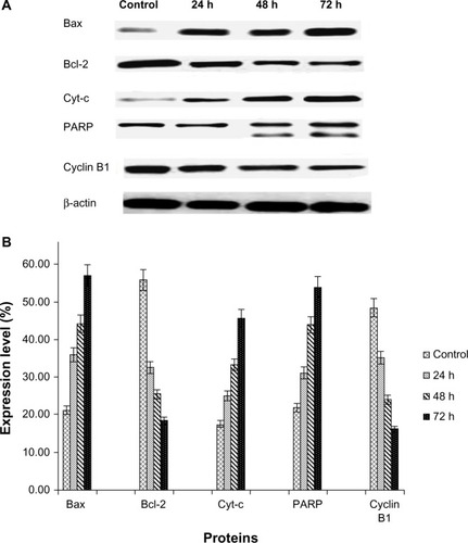 Figure 9 (A) Western blots showing the effect of the zerumbone-loaded nanostructured lipid carrier on levels of cell cycle proteins regulating apoptosis in Jurkat cells after 24, 48, and 72 hours(h). B-actin was used as the loading control. (B) Western blotting analysis of the zerumbone-loaded nanostructured lipid carrier in Jurkat cells. The level of each protein was measured and normalized to β-actin. The values are shown as the mean ± standard deviation percentage of three independent experiments. Statistically significant differences (P<0.05) were found between treated cells and control cells in each group.Abbreviations: Cyt-c, cytochrome c; Bcl-2, B cell lymphoma 2; Bax, Bcl-2 associated X protein; PARP, poly(adenosine diphosphate-ribose) polymerase; β-actin, Beta actin.