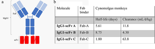 Figure 1. Three bispecific antibodies showed different half-life and clearance in cynomolgus monkey. (a). Schematic representation of bispecific antibodies IgG1-scFv used in this work. The BsAbs contain identical scFv (red) which are linked by a short polypeptide linker to the C-terminus of the IgG1. They differ in the fv of fab binders (light blue). (b). Half-life and clearance of the IgG1-scFv a and IgG1-scFv B measured from 10 mg/kg and IgG1-scFv measured from 8 mg/kg IV administration in cynomolgus monkey, respectively.