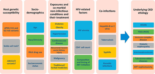 Figure 1 HIV-related and traditional risk factors influencing the development and progression of CKD in PWH.